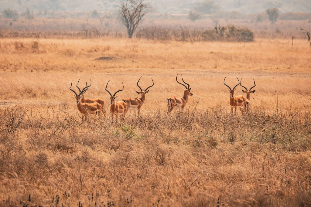 Impala gazelles standing in a grassy field at Akagera National Park, Rwanda