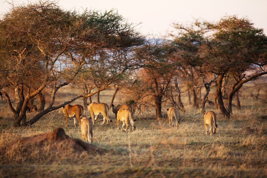 Lion pride in Serengeti