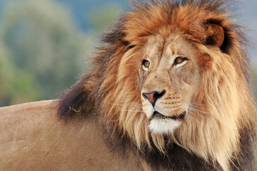 lion, wilderness, leo