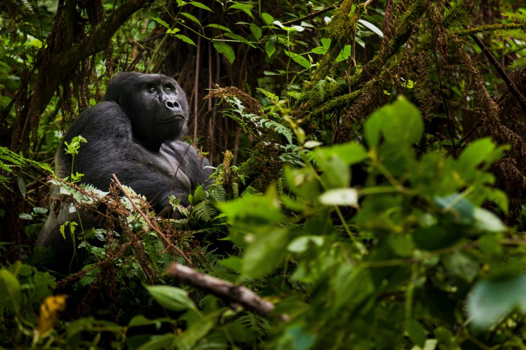 Mountain gorilla, Volcanoes National Park, Rwanda