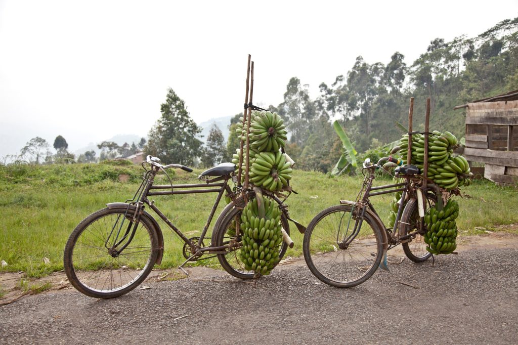 Two bicycles on roadside stacked with bunches of bananas, Masango, Cibitoke, Burundi, Africa