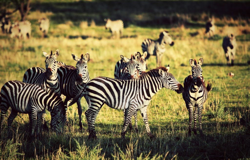 Zebras herd on African savanna.
