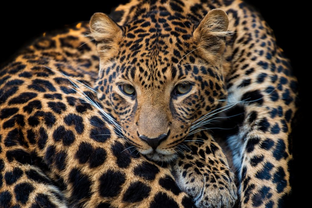 Close up leopard portrait
